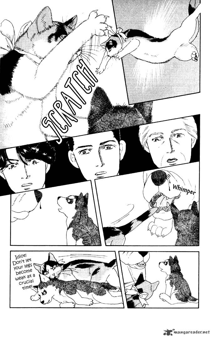 Doubutsu No Oishasan 26 16